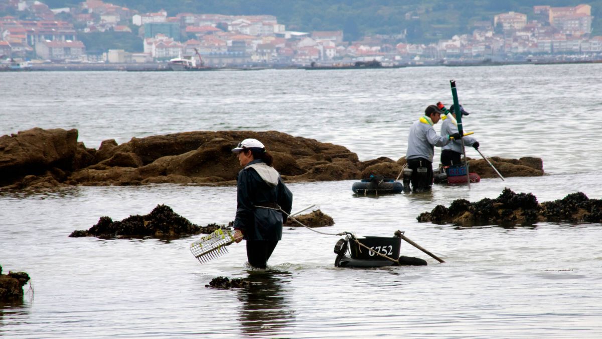 ¿Los últimos berberechos de las rías? Galicia se queda sin marisco