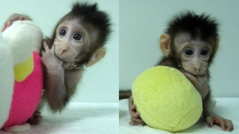 Científicos chinos crean los primeros monos clonados igual que la oveja 'Dolly'