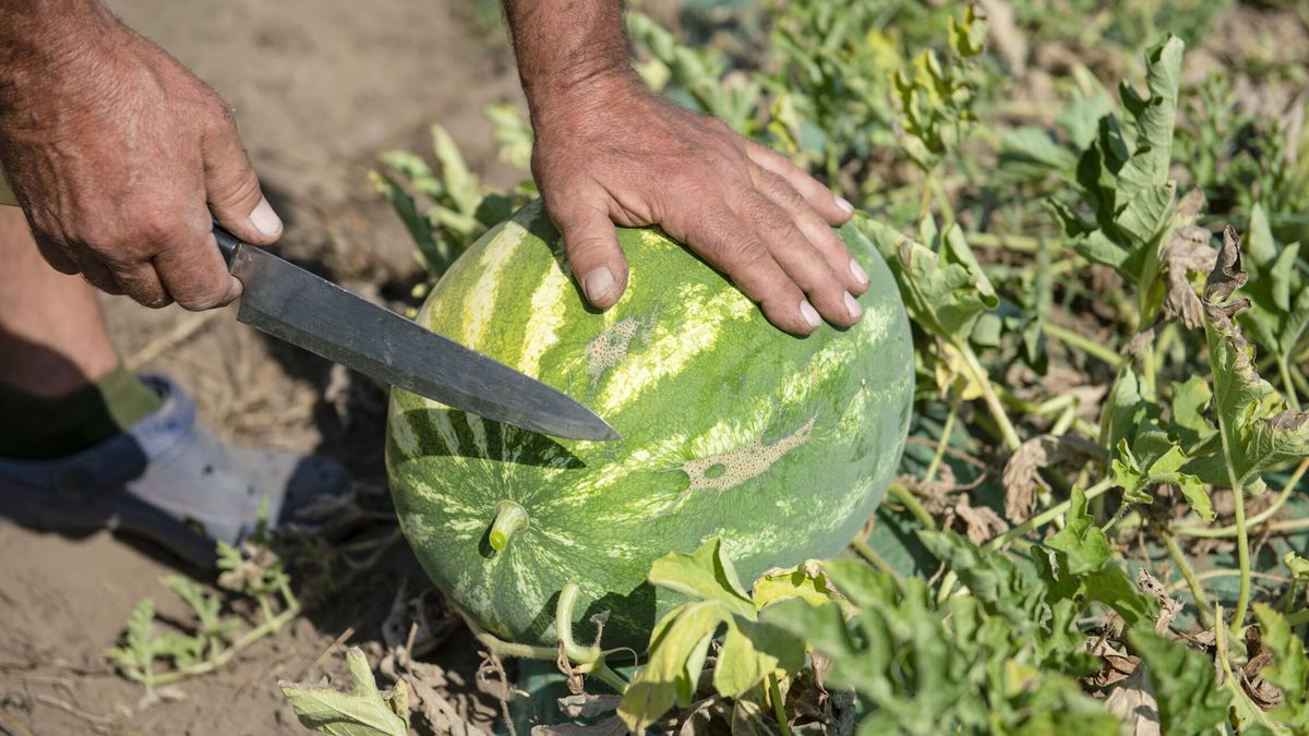 Alerta alimentaria: exceso de pesticida en sandías de Marruecos