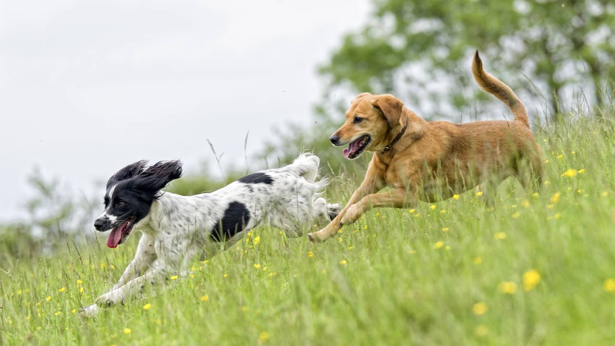  Por qué los genes de tu perro (que no su raza) tienen mucho que ver con su comportamiento