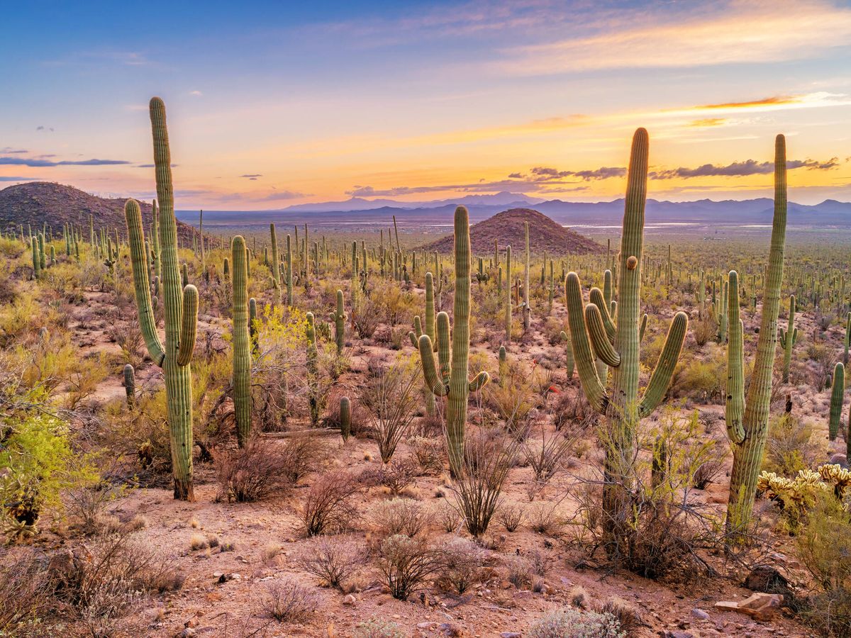 Foto: Bosque de cactus en el Parque Nacional Saguaro de Arizona (Fuente: iStock)