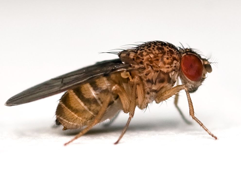 Foto: 'Drosophila melanogaster'