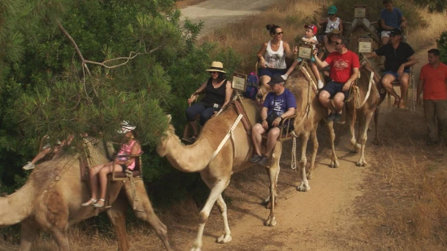 Ruta a camello por las dunas de Matalascañas. (RTVE)