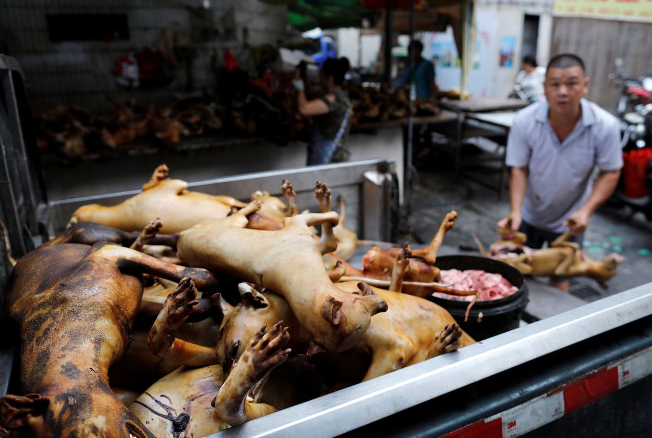 Decenas de perros en un mostrador. (Reuters)