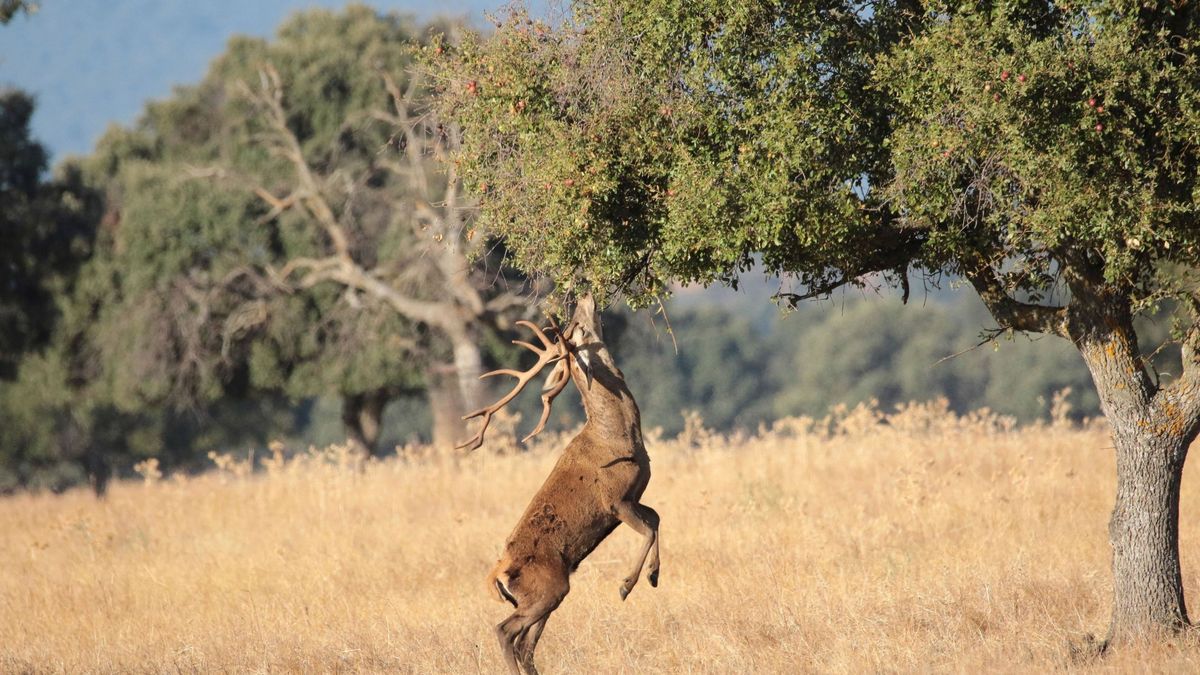 El Congreso rechaza la caza en los parques nacionales