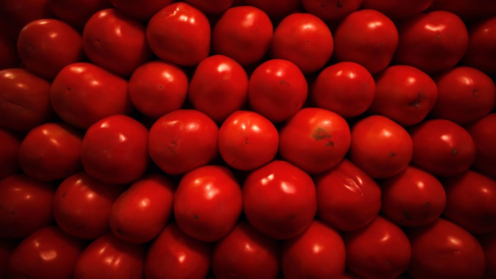 Foto: Tomates. (Reuters)