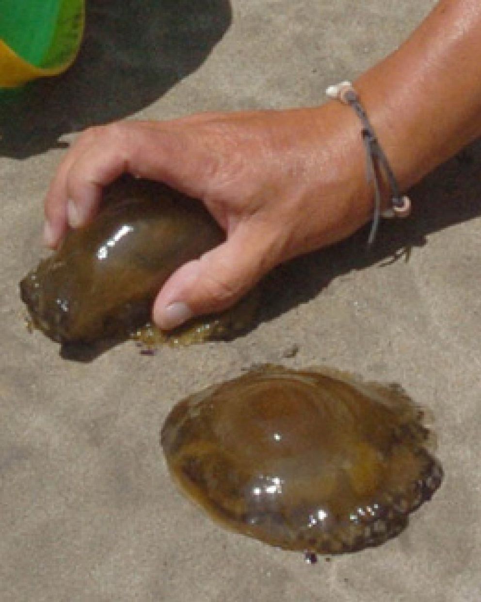 Foto: Ojo con las medusas, 70.000 picaduras el año pasado