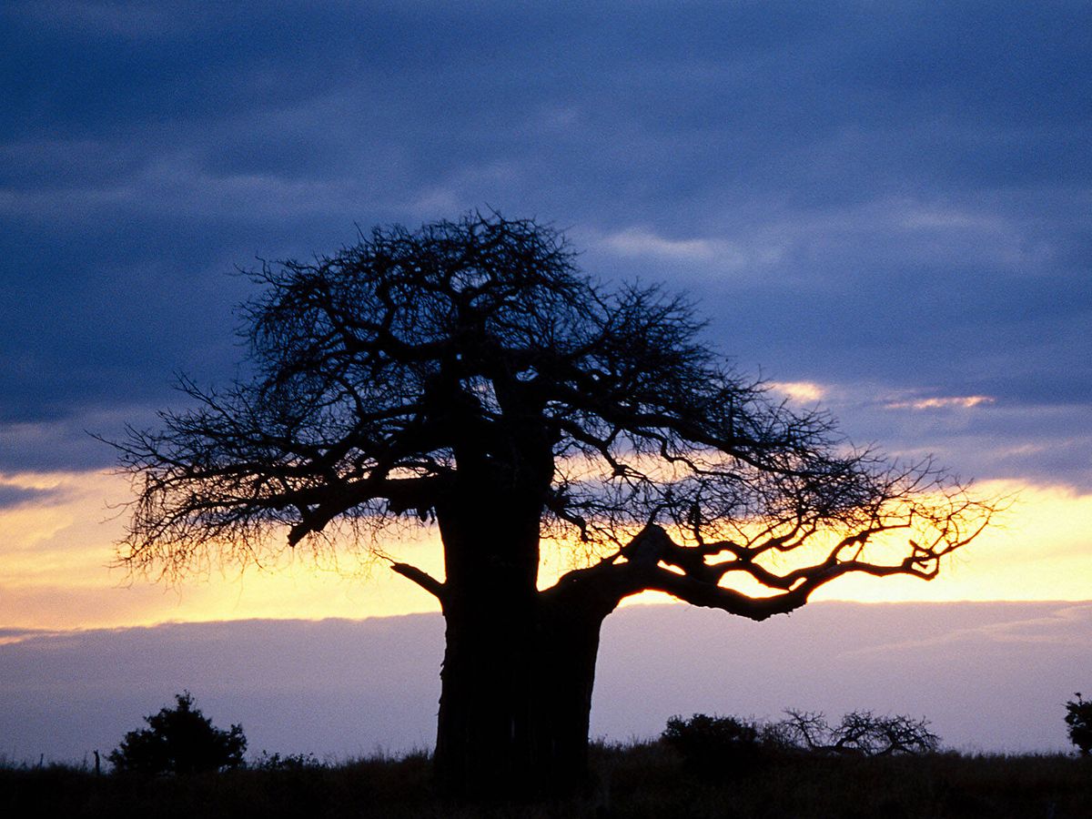 Foto: Baobab en el Parque Nacional Tarangire, Tanzania (Andoni Canela)