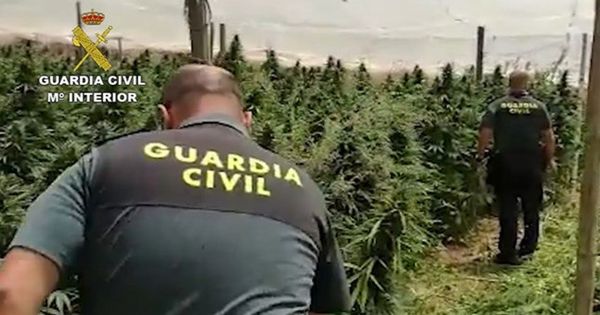 Foto: La Guardia Civil intervino 355 plantas de marihuana. (EFE)