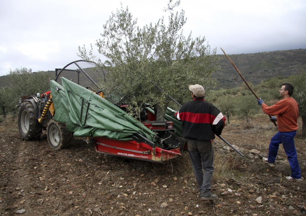 Foto: Dos agricultores recogen la aceituna. (EFE)