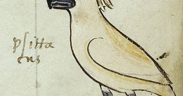 Foto: La cacatúa blanca encontrada en el manuscrito del emperador Federico II. (Biblioteca Apostólica Vaticana)