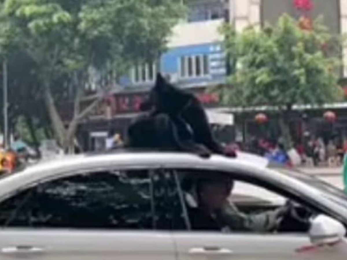 Foto: El perro, sobre el techo del coche de su dueño. Foto: Youtube