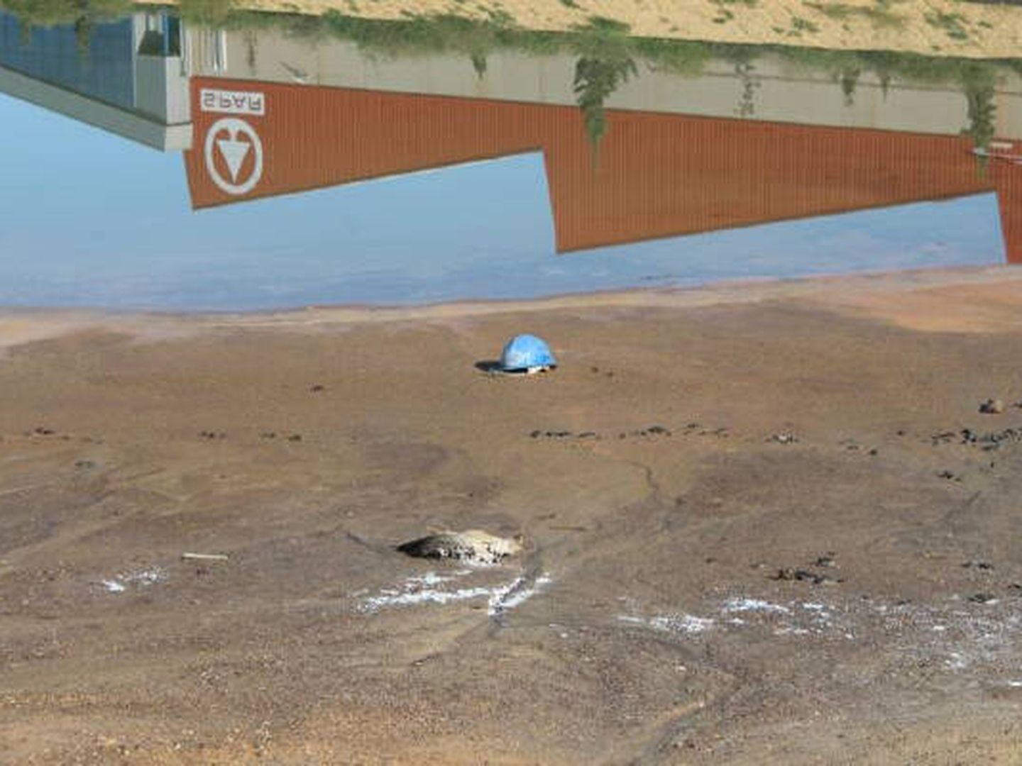 Dos aves muertas junto a las balsas de los terrenos de Zinsa. (Grupo Unidas Podemos-IU Verdes-Equo Cartagena)