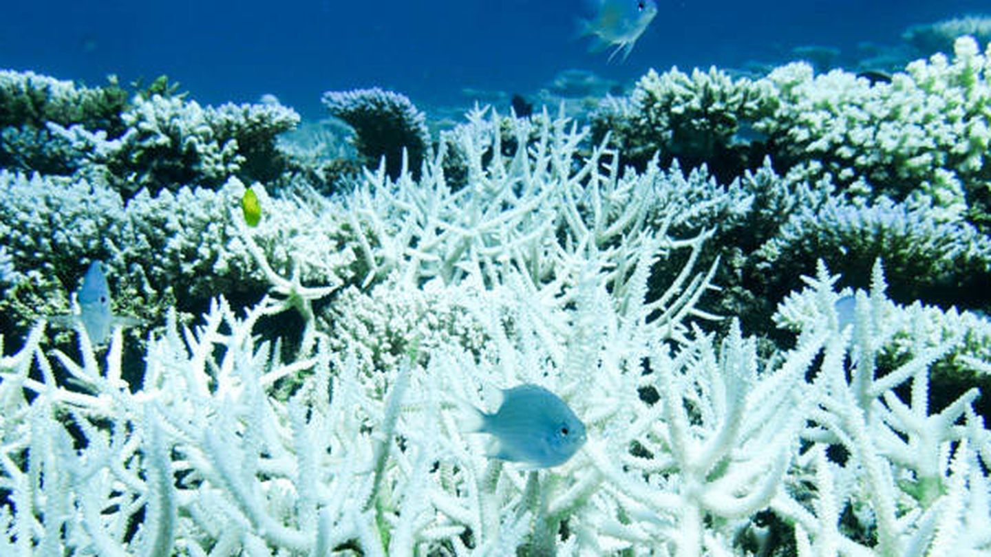 Blanqueamiento del coral en la costa australiana. Foto: Australian Institute of Marine Science
