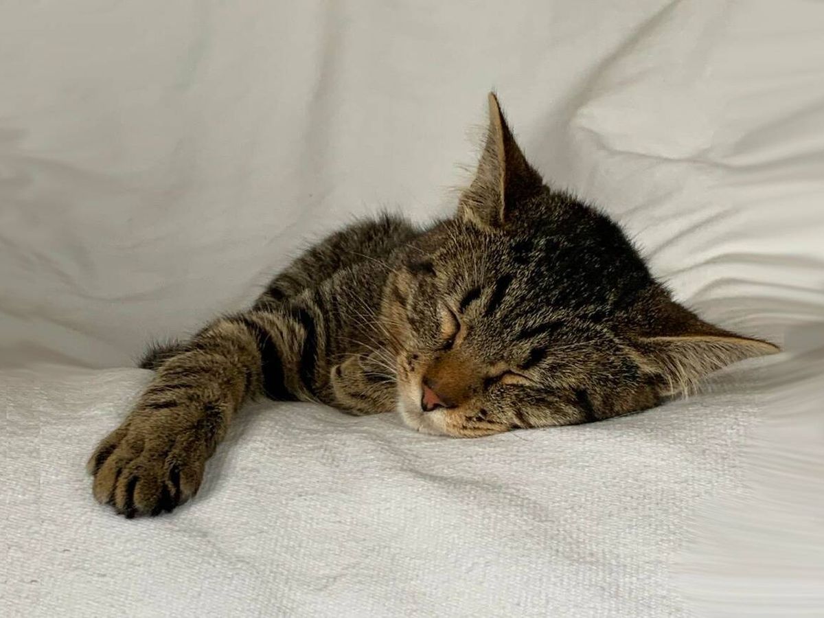 Foto: Un gatito descansando cómodamente en su nuevo hogar.