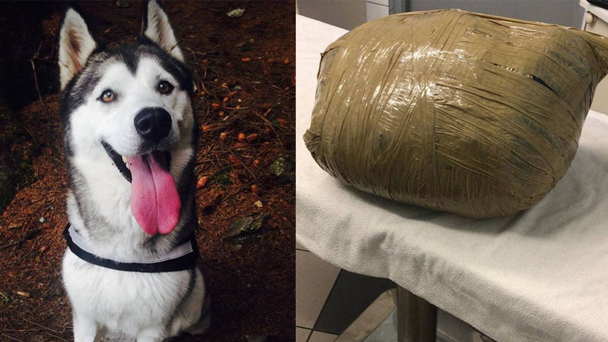 Llevó a su perra a una guardería en Irlanda y se la devolvieron muerta y en un paquete