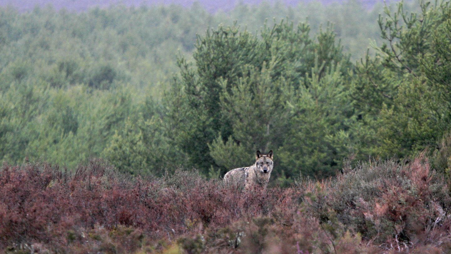 Observación de lobo ibérico en Zamora. (Foto: Andoni Canela)