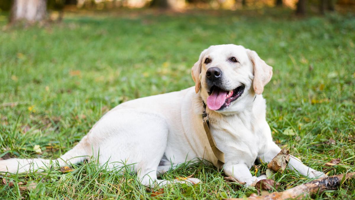 ¿Tu perro labrador es propenso a engordar? La mutación que explica por qué tiene más hambre