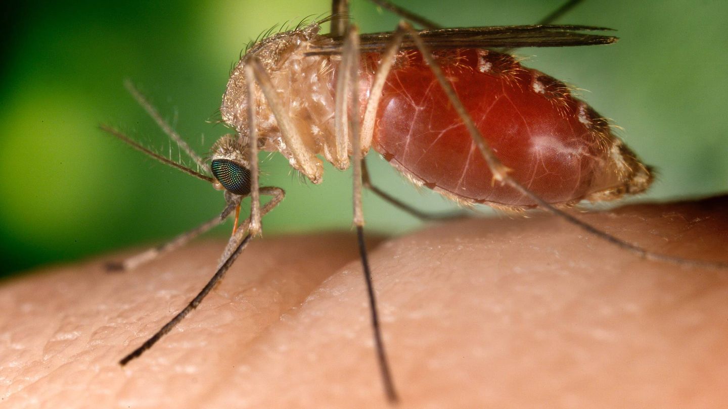 Mosquito 'Culex' (Foto: EFE)
