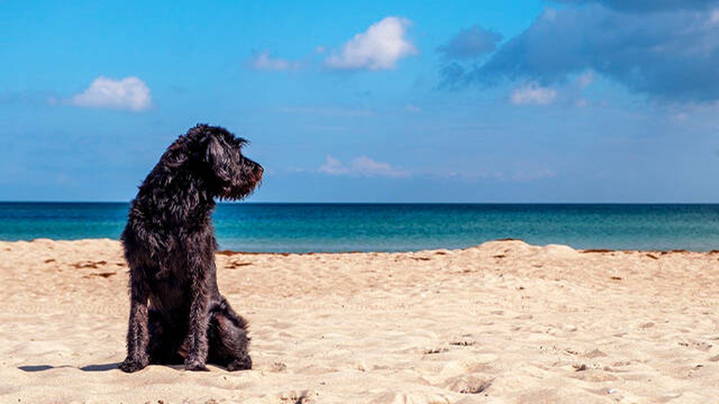 Llevar el perro a la playa puede suponerte una sanción (Pixabay)