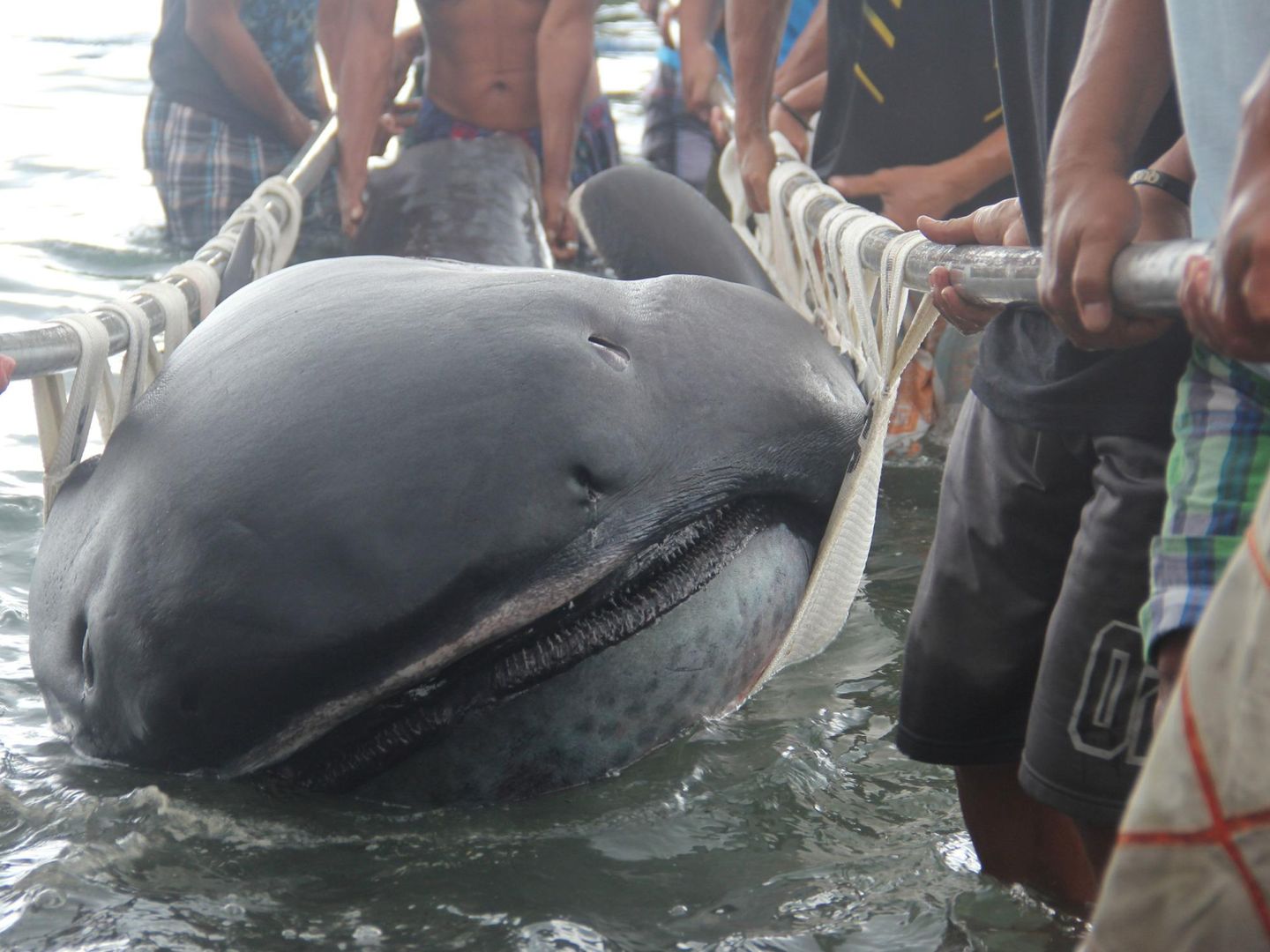 Un tiburón boquiancho (Megachasma Pelagios) atrapado en Filipinas. (REUTERS/Rhaydz Barcia)