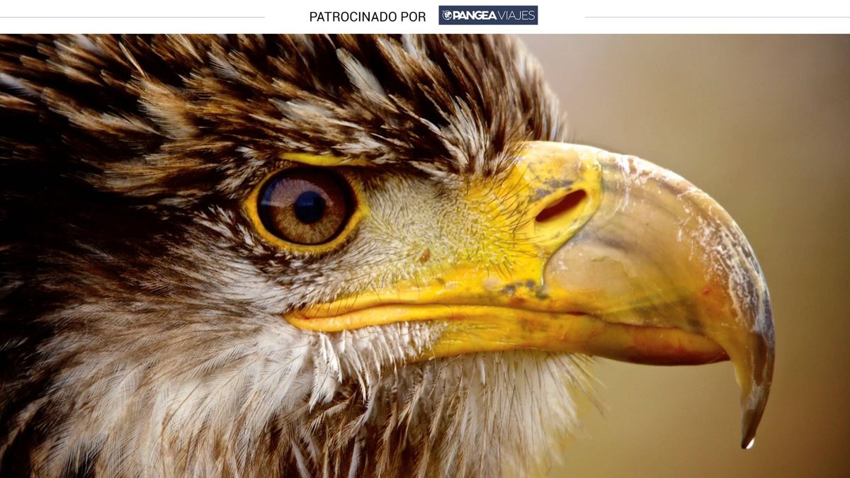 Curso de fotografía salvaje con aves rapaces como 'modelos' de excepción