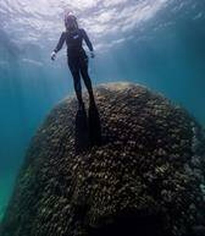 Submarinistas hallan un enorme coral de 400 años en Gran Barrera australiana. (EFE)