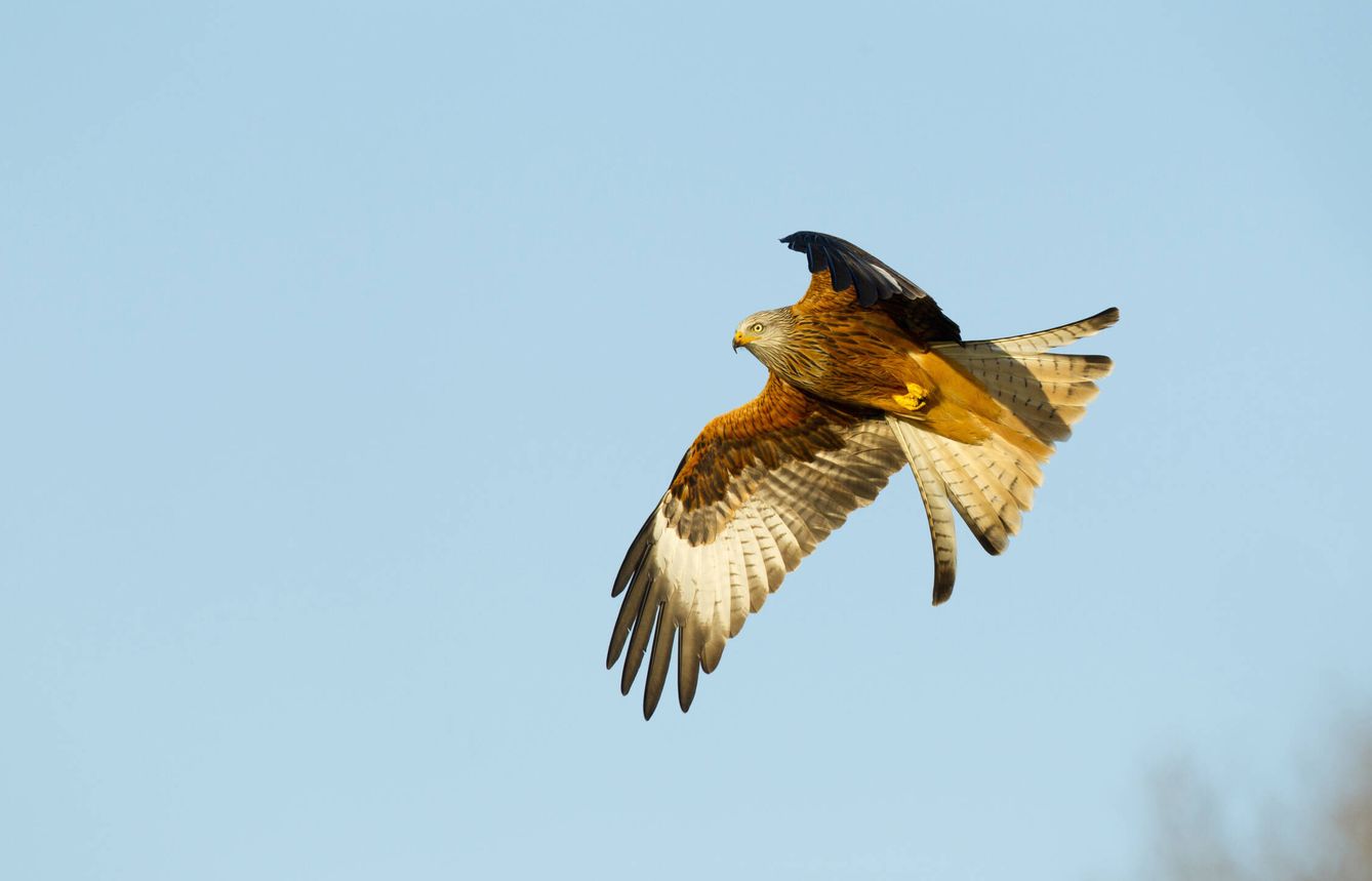 Imagen de un milano real en pleno vuelo. (Royal Society for the Protection of Birds)