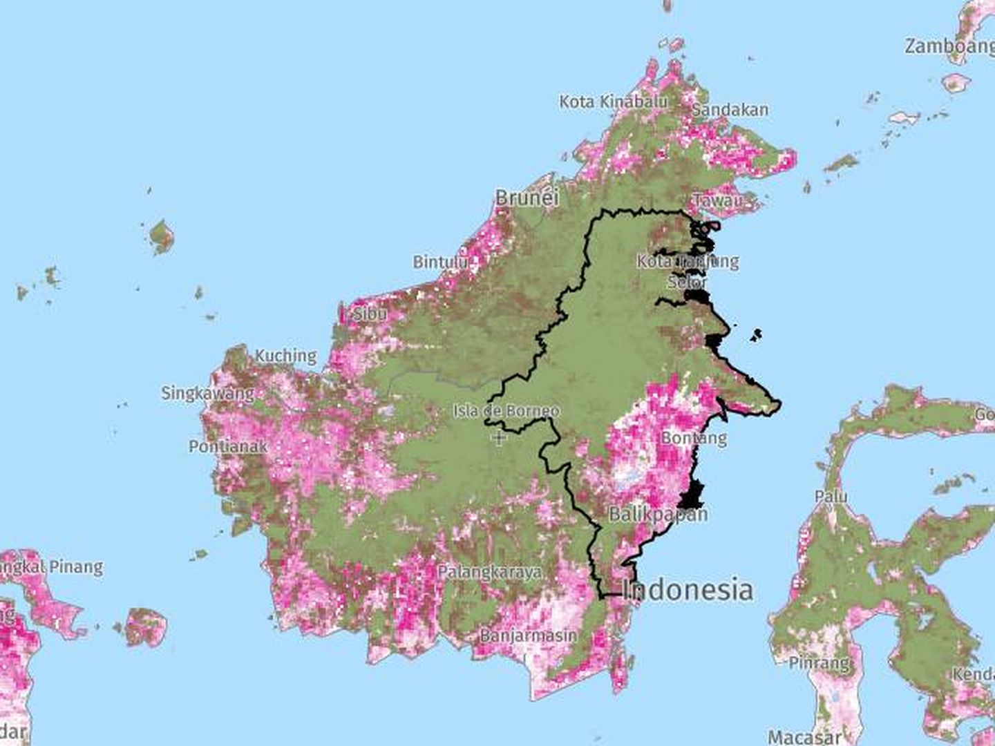 Nivel de deforestación en Borneo (en rosa, el área talada). (Global Forest Watch)