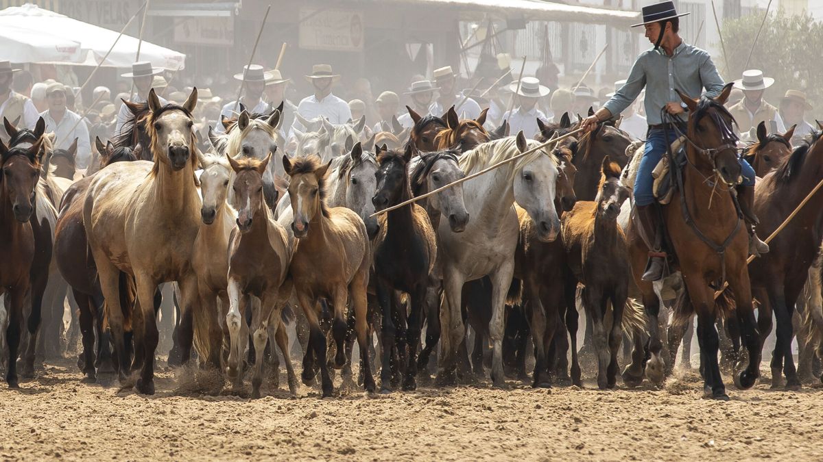 Del lince ibérico al caballo marismeño: blindan material genético de la raza equina amenazada de Doñana
