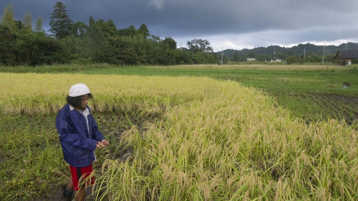 Por qué hay riesgo de una 'pandemia vegetal' que ponga en jaque la alimentación mundial