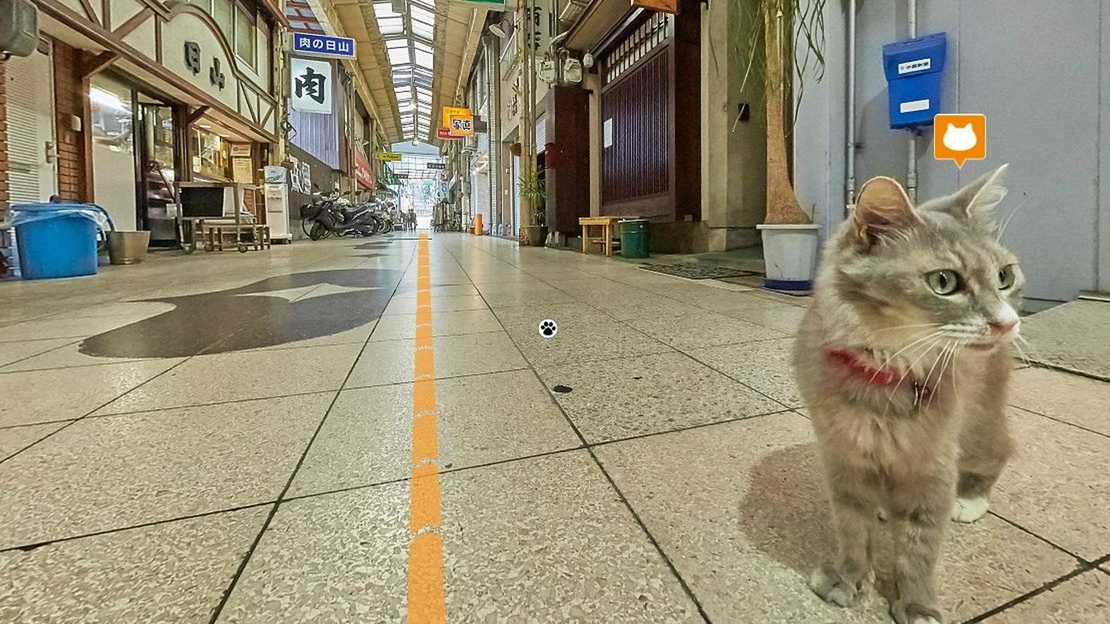 Foto: El 'Street View' felino, con gato incluido. (Cat Street View)