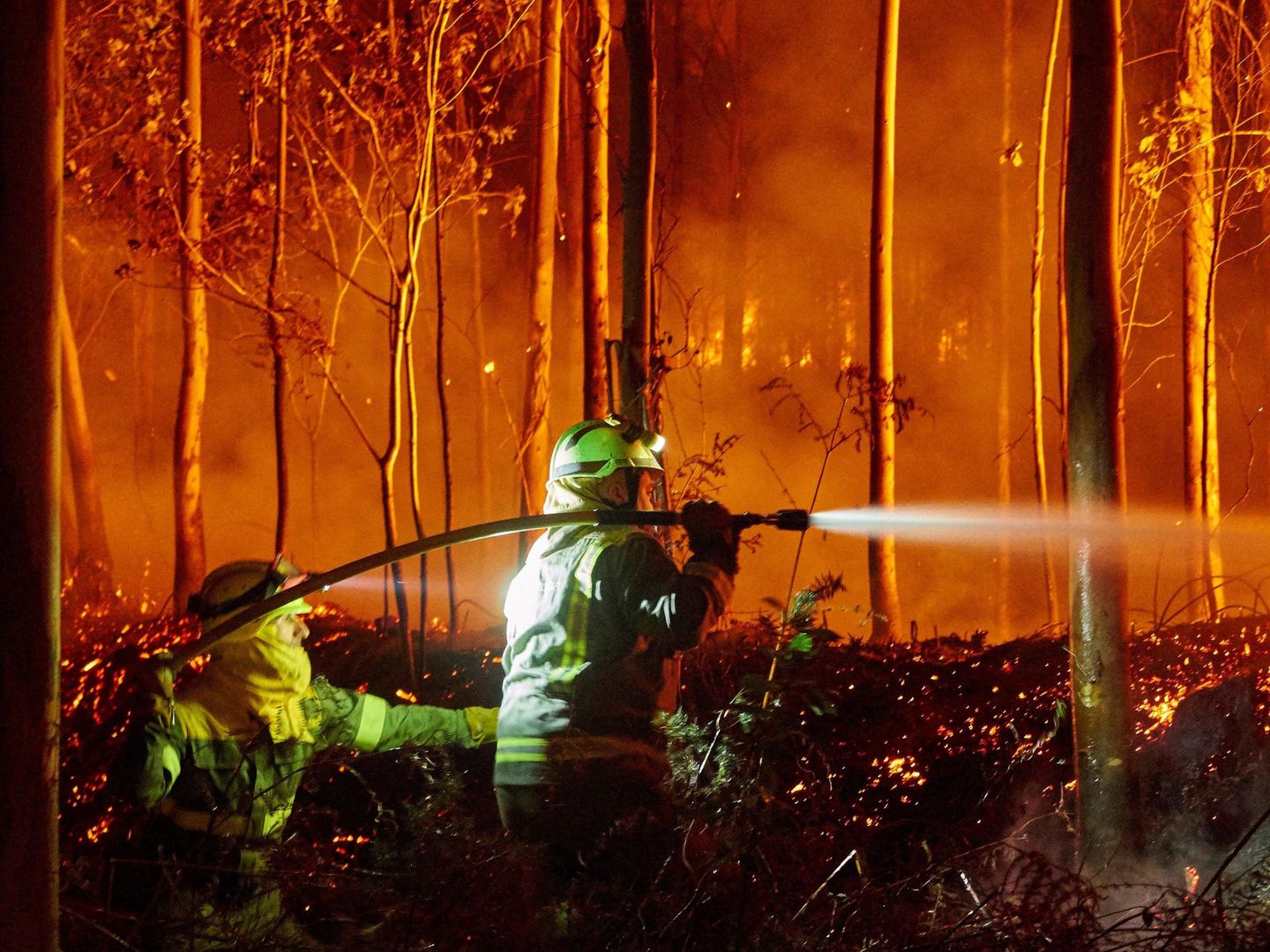 Personal de las brigadas contra el fuego en un bosque gallego de eucalipto. (EFE)