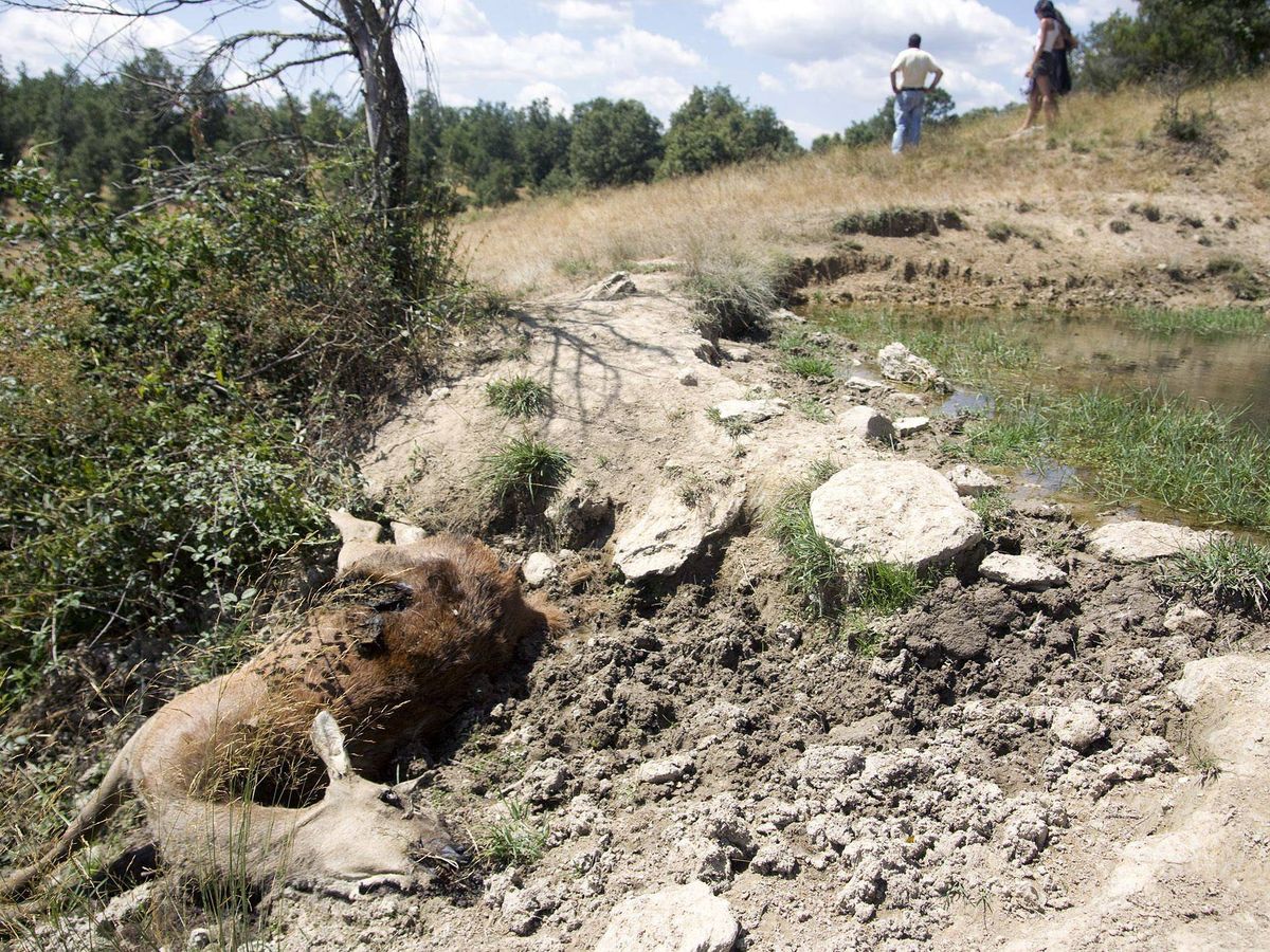 Foto: Un ciervo muerto en el término municipal de Cernadilla, Zamora, en una imagen de archivo. (EFE/Mariam A. Montesinos)