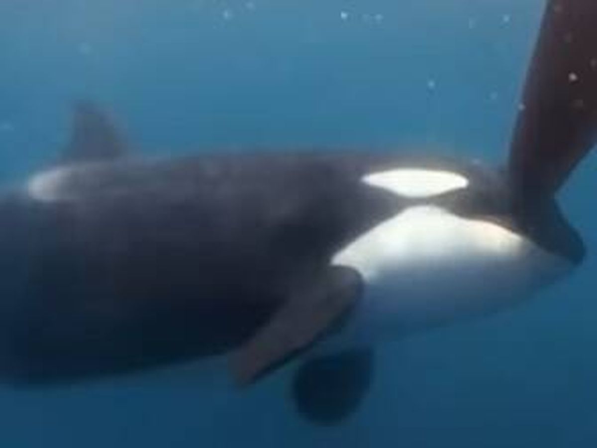 Foto: Así ha sido el "aterrador" ataque de un grupo de orcas al velero en la Ocean Race. (Instagram)