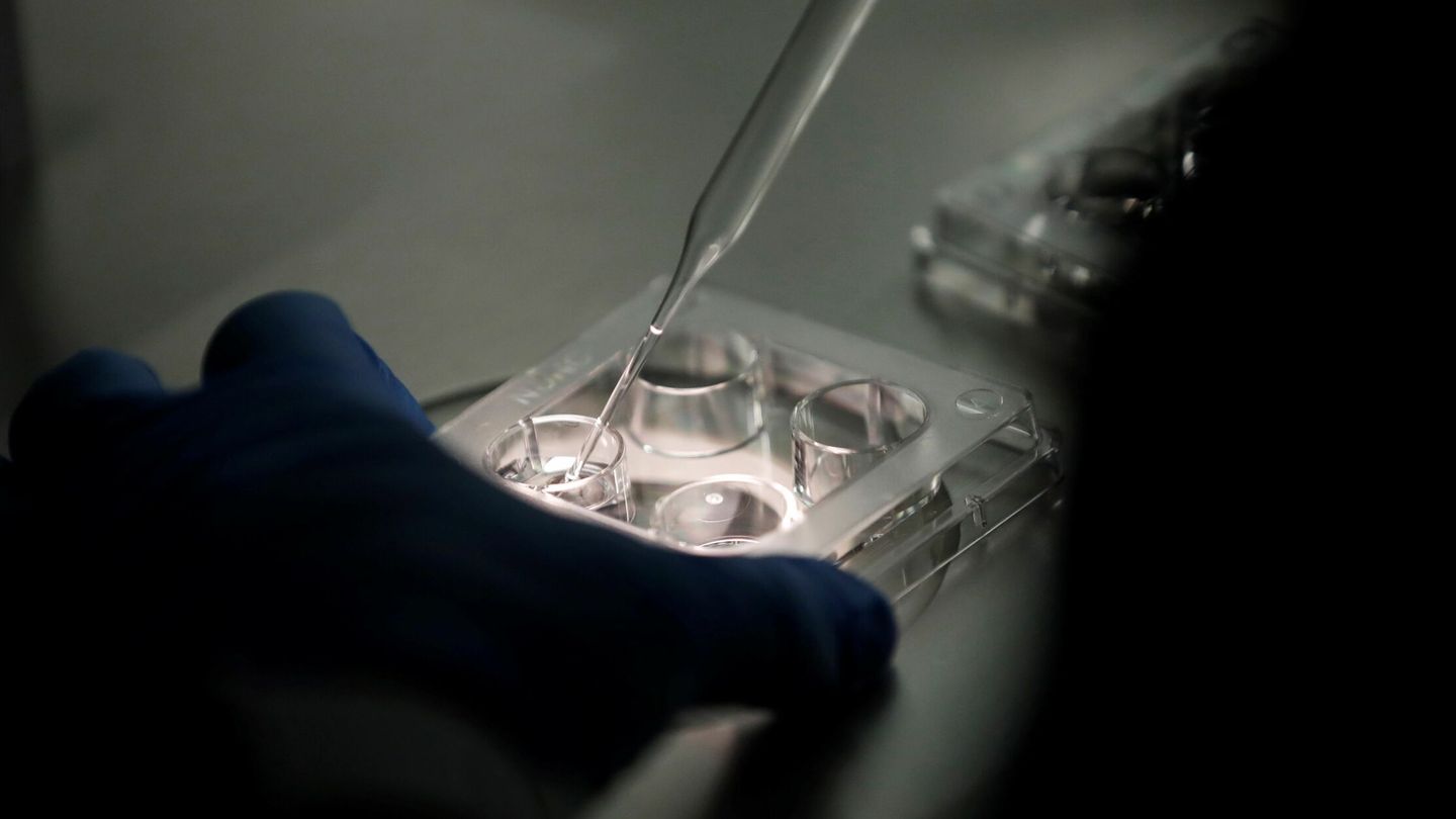 Personal técnico trabaja con óvulos en un laboratorio de una clínica de fertilidad. (EFE/Bienvenido Velasco)