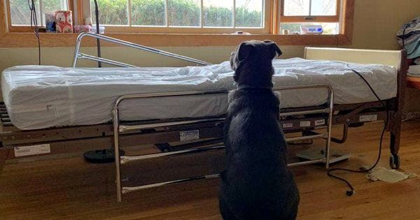 Foto: Moose, delante de la cama de Dad en el hospital (Foto: NorthStar Pet Rescue)