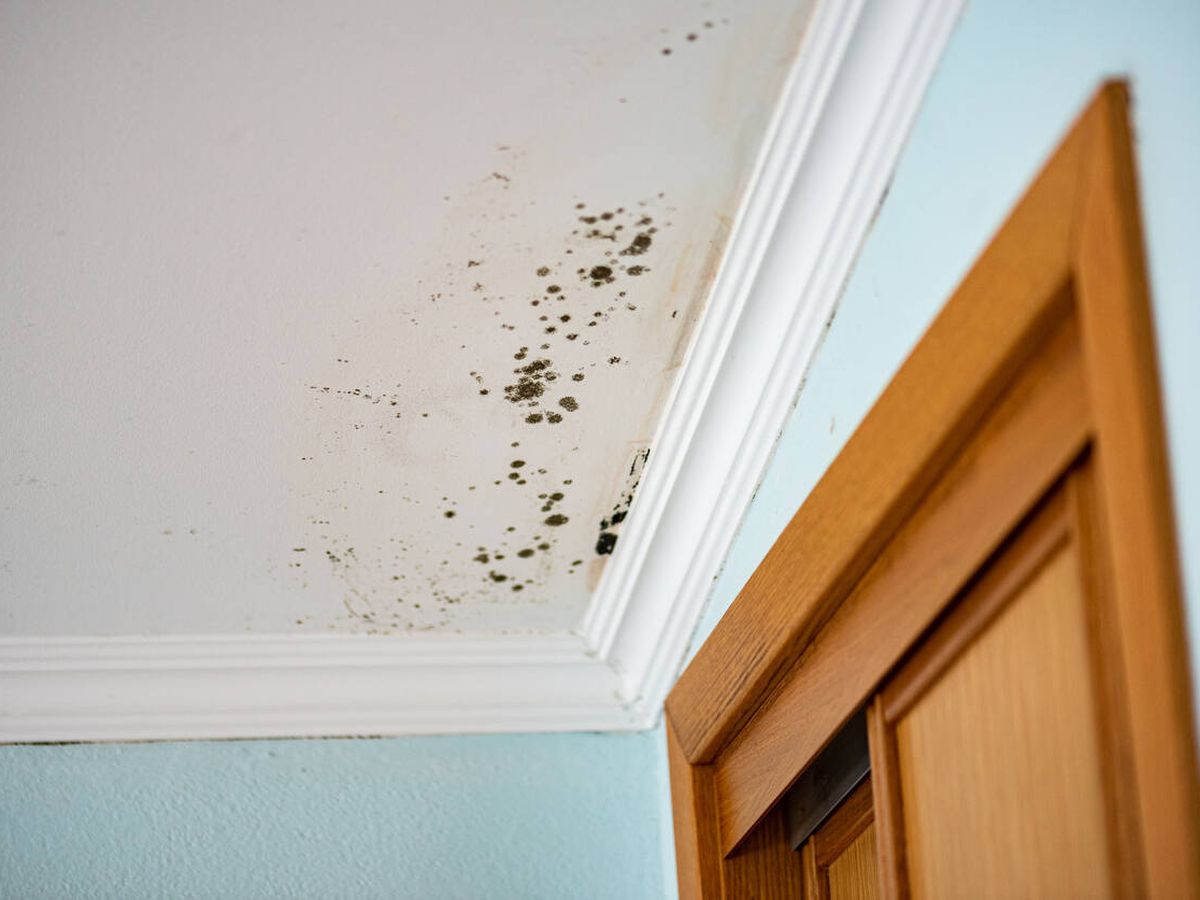 Foto: Techo infectado de moho en un dormitorio (iStock)