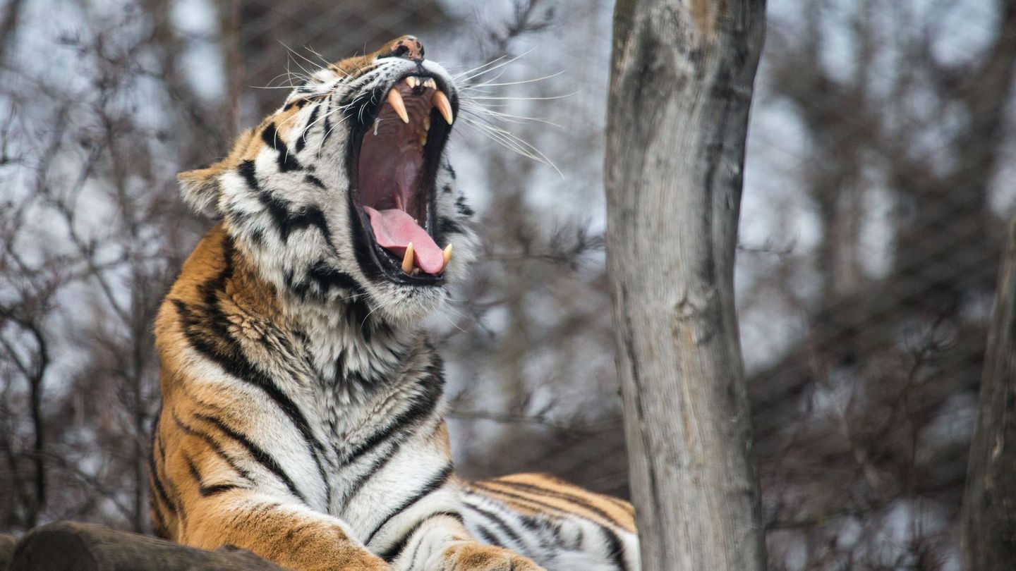 Un tigre siberiano bostezando. (EFE)
