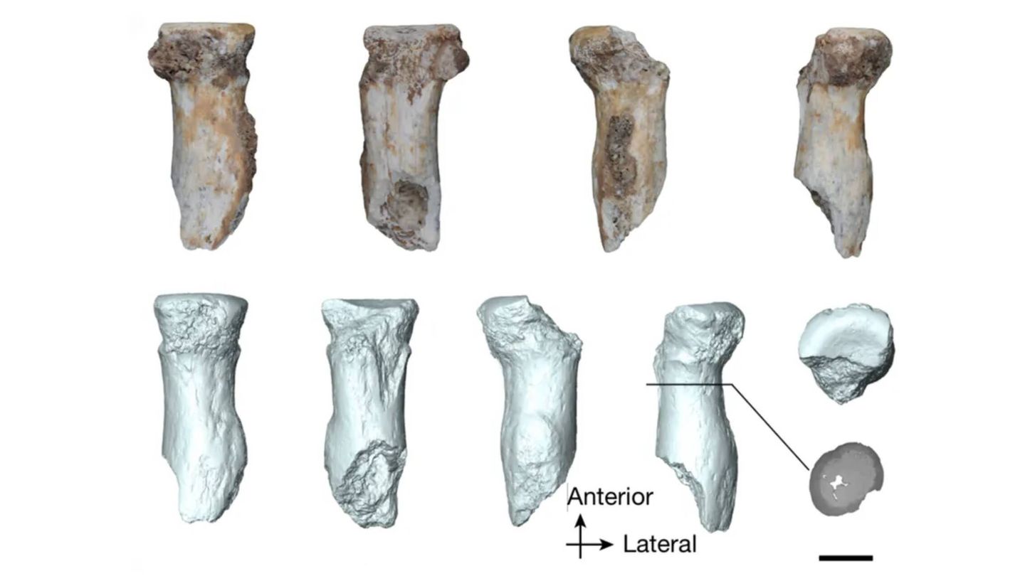 El radio recuperado en la cueva (Institute of Vertebrate Paleontology and Paleoanthropology/Chinese Academy of Sciences)