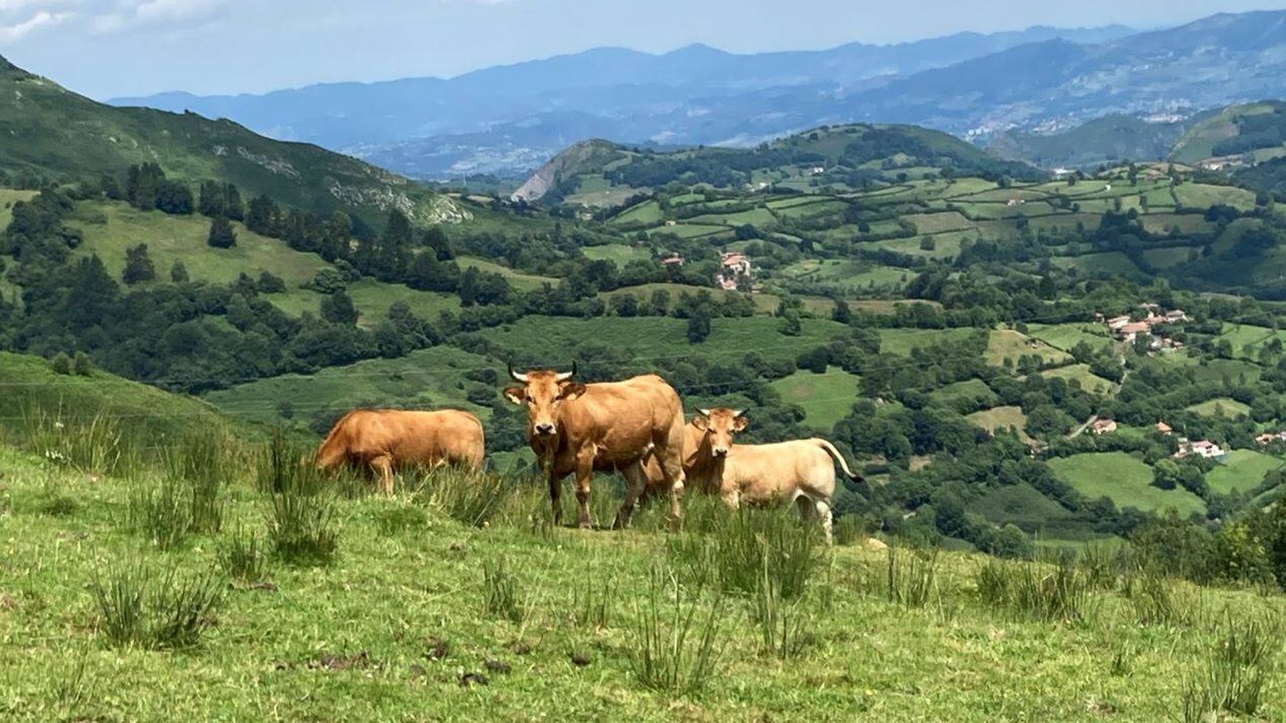 Vacas en un prado asturiano (Foto: Jose Luis Gallego)