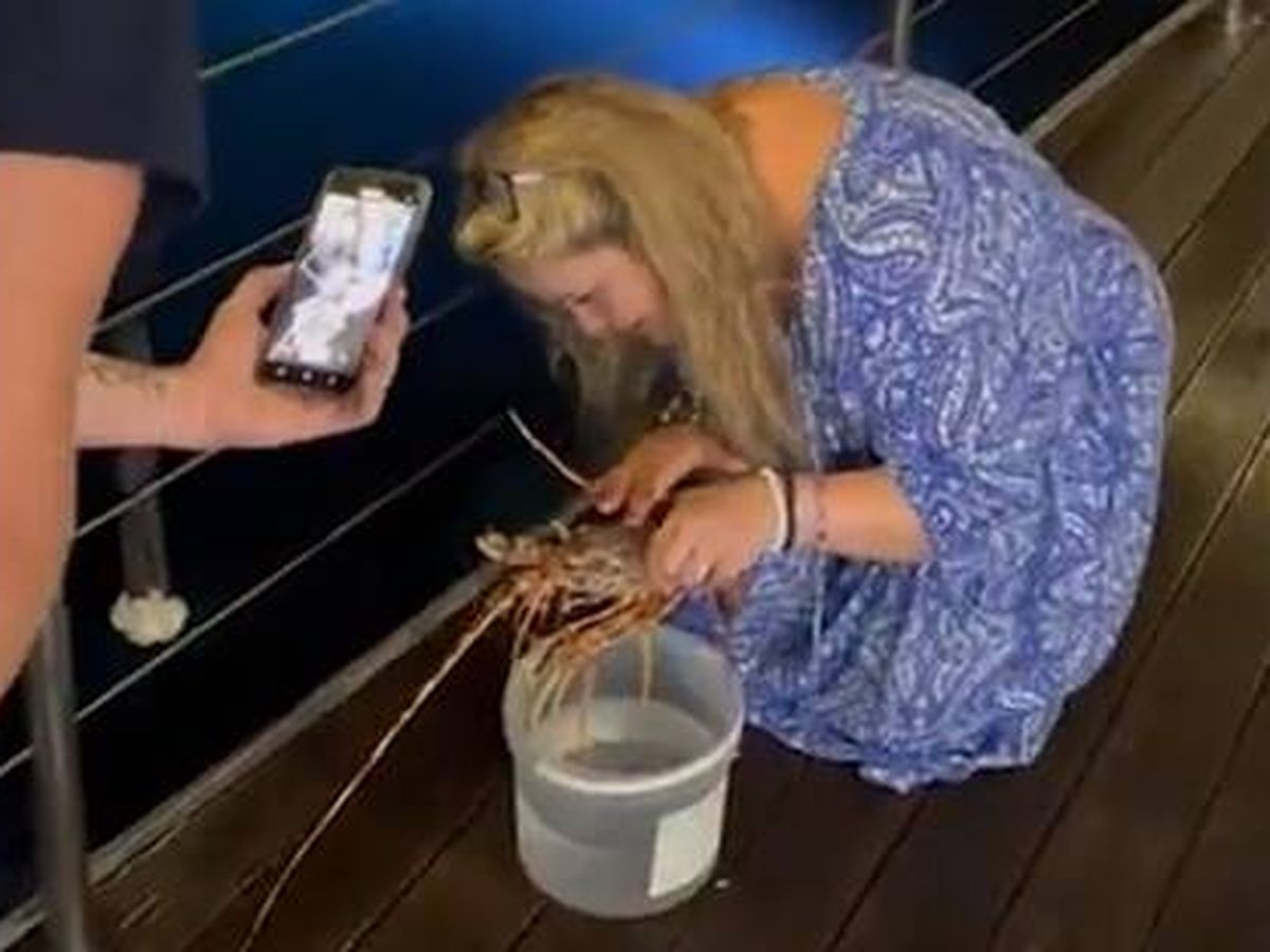 Foto: Compra una langosta viva en un restaurante solo para devolverla al mar (X/@Agenzia_Ansa)