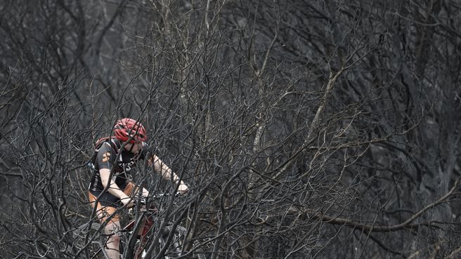 Foto de Árboles calcinados por los incendios en Navarra