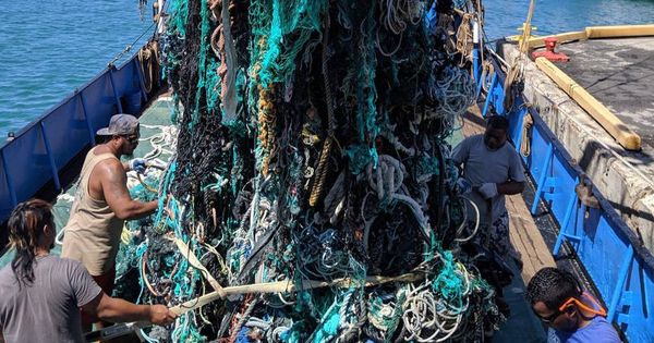 Foto: La ONG consiguió retirar dos enormes redes fantasma de cinco y ocho toneladas (Foto: Ocean Voyages Institute)