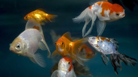 China comienza a criar peces sin espinas intramusculares mediante edición genética