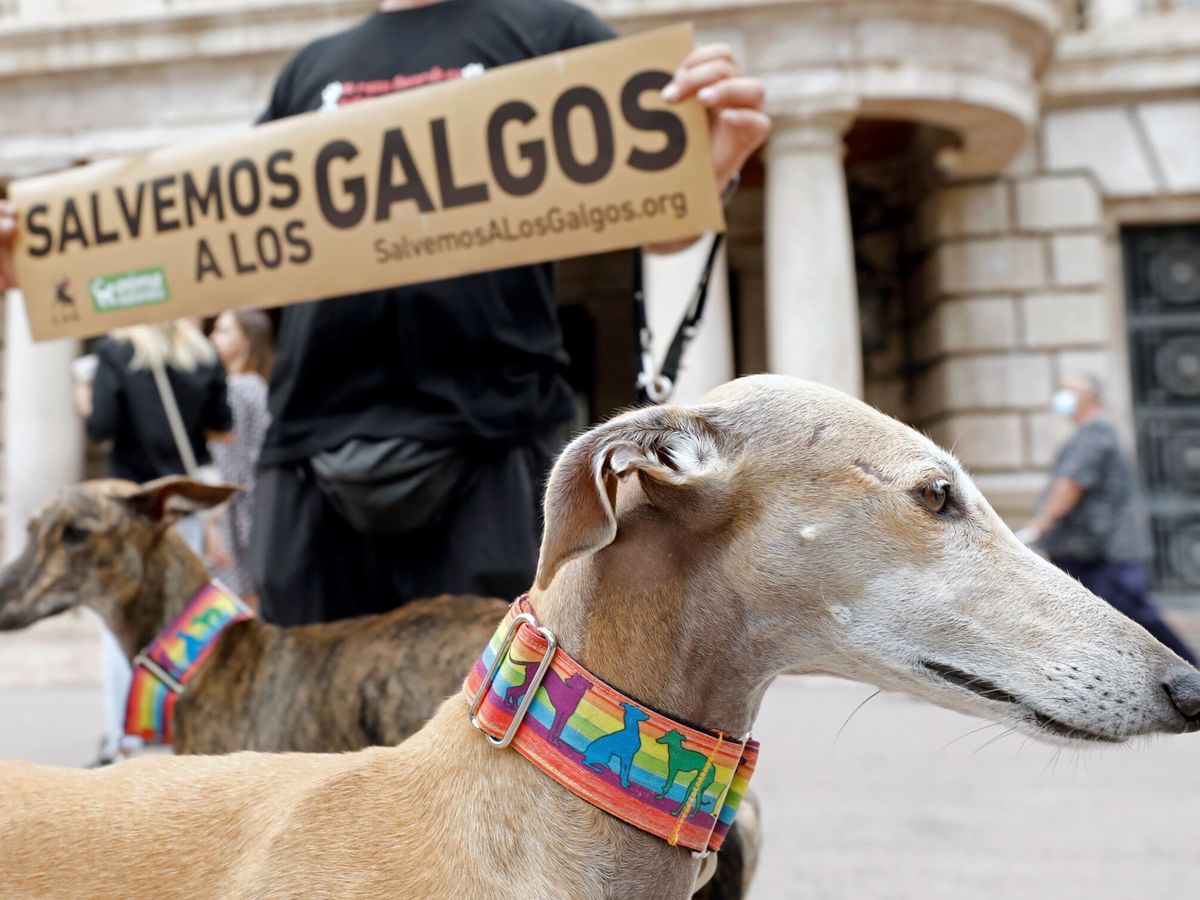 Foto: Manifestación para proteger a los galgos. (EFE/Juan Carlos Cárdenas)