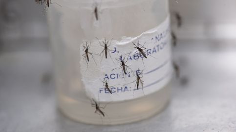 La OMS alerta de un aumento de casos de dengue en 2023: alcanzan los 8 millones en 4 meses