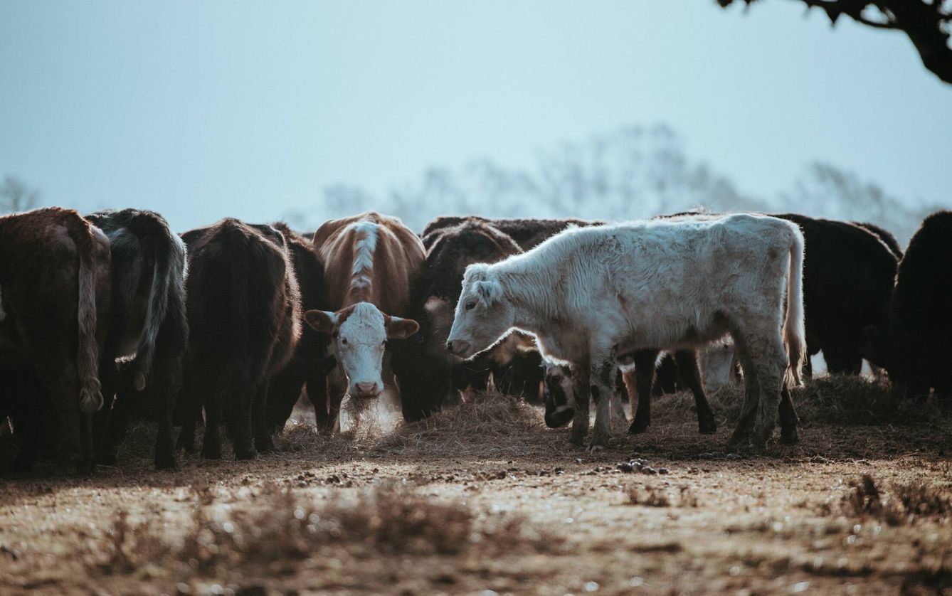 Una granja de tan solo 200 vacas fue capaz de vertir 200.000 litros de purines. Foto: Unsplash