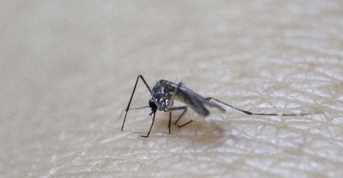 La organización va a centrar sus esfuerzos en controlar la población del mosquito. (Reuters)