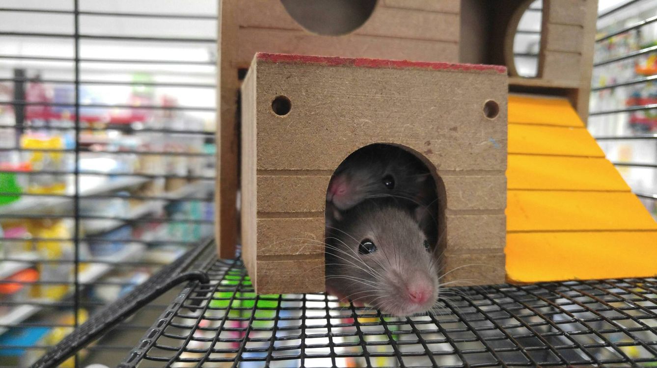 Detectar nuevas hembras en el entorno parece provocar cambios en los ratones macho (Pexels).